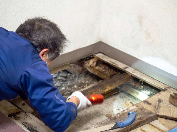 Best Post-Flood Mold Remediation in Silver Bay, MN