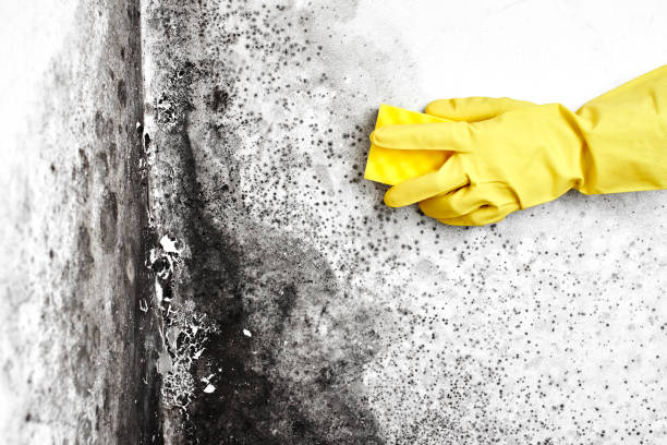 Best Emergency Mold Remediation in Silver Bay, MN