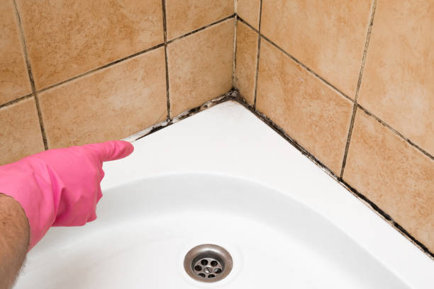 Best Insurance-Related Mold Remediation in Silver Bay, MN